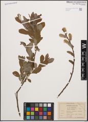 Foto von Salix cinerea L.